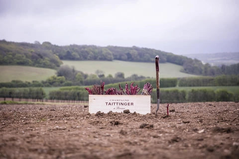 The Taittinger vineyards in the Champagne region in France.