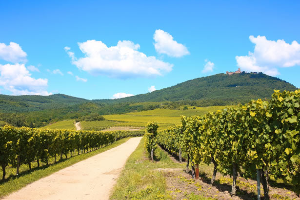 Alsace Wine Tour from Paris